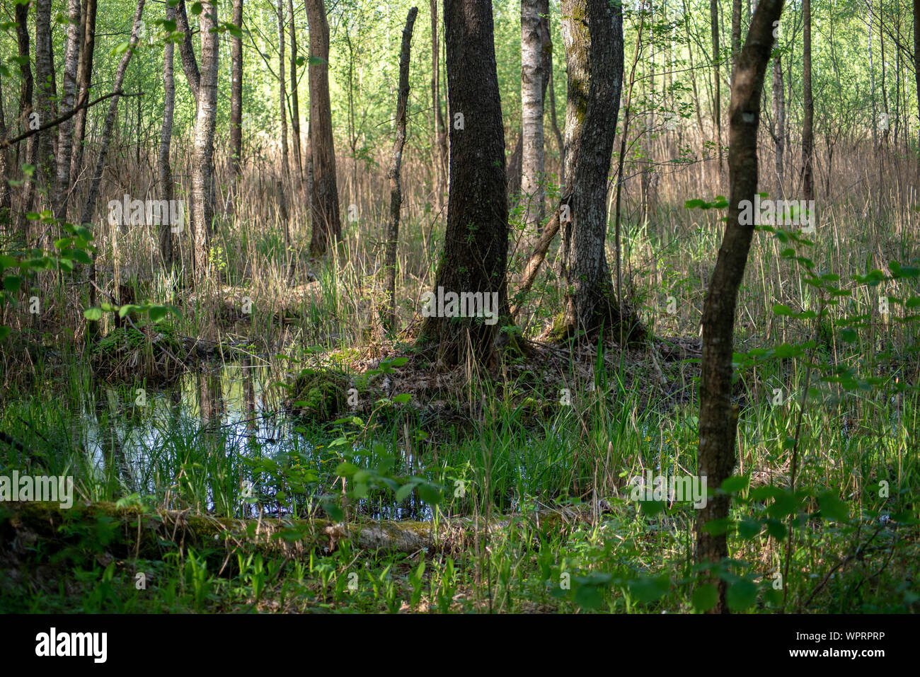 Feuchtgebiete und Sümpfe in einem tiefen, wilden, alten Wald Stockfoto