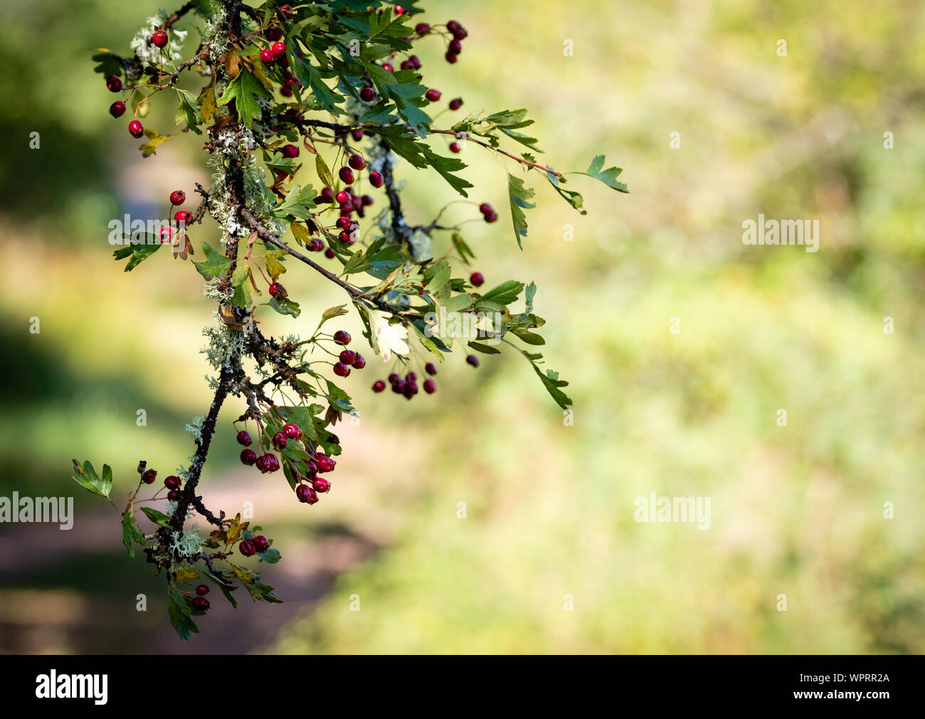 Rote Früchte von Rosa moschata, bekannt als weißdorn oder Single - Weißdorn gesät. Unfocused Hintergrund Stockfoto