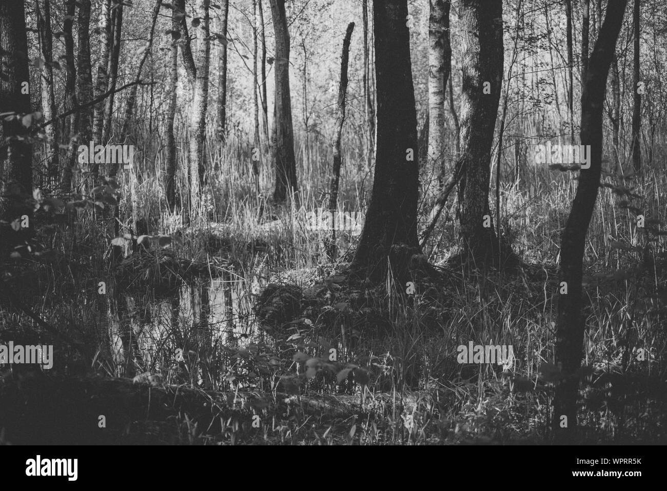 Dunkle Feuchtgebiete in einem tiefen, wilden, alten Wald Stockfoto
