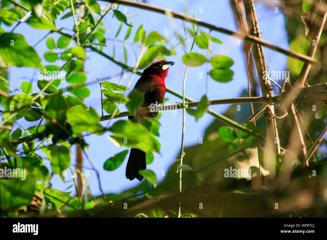 Parque Nacional Ynanchaga Chemillen in Oxapampa, Peru Stockfoto