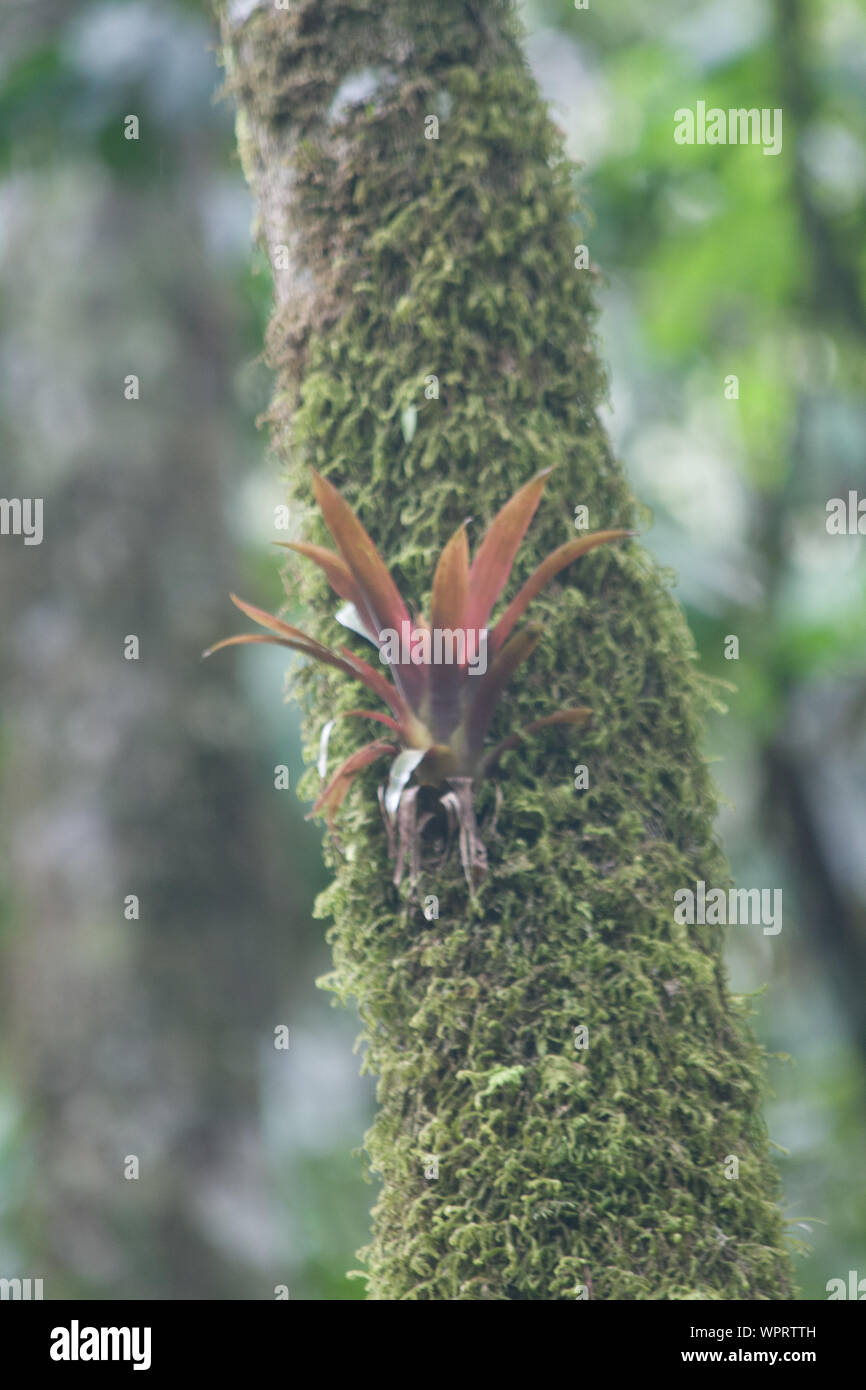 Parque Nacional Ynanchaga Chemillen in Oxapampa, Peru Stockfoto