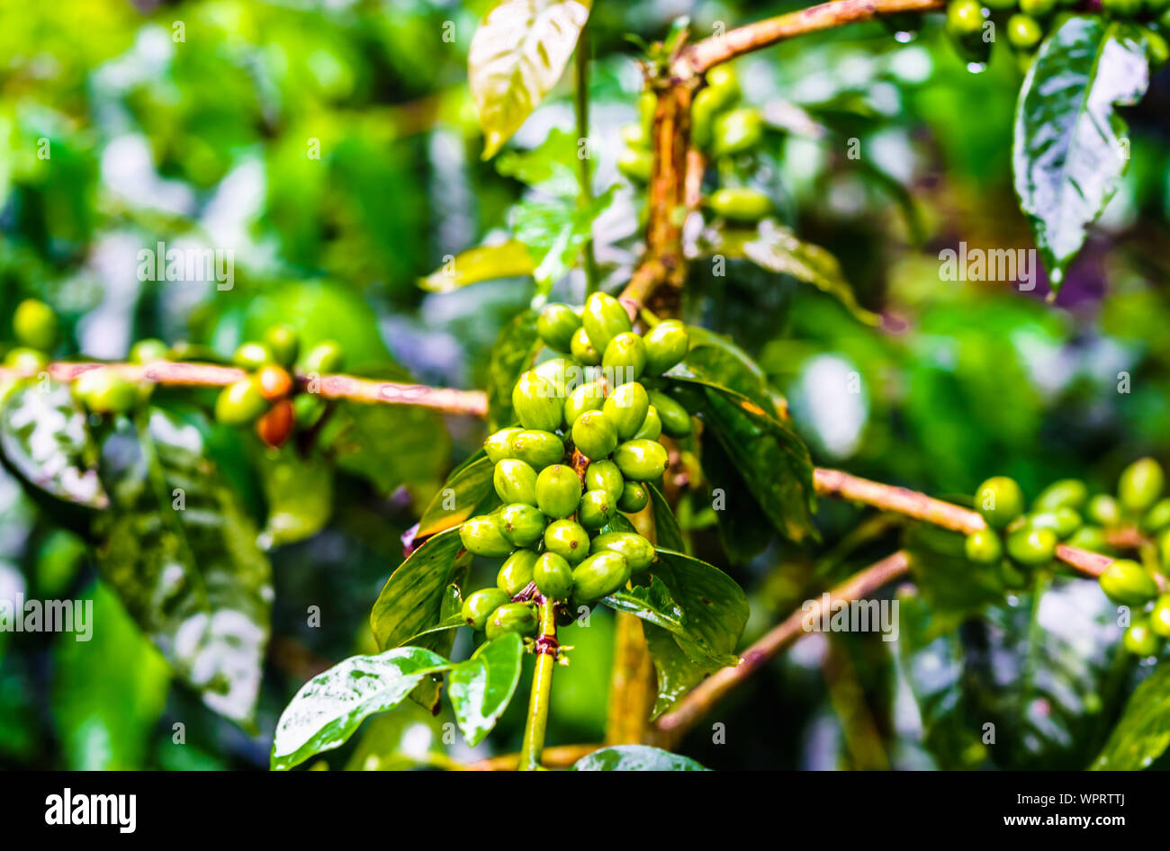 Blick auf grüne Kaffeebohnen auf der Kaffeeplantage, Kolumbien Stockfoto