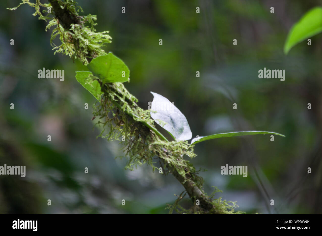 Parque Nacional Ynanchaga Chemillen in Oxapampa, Peru Stockfoto