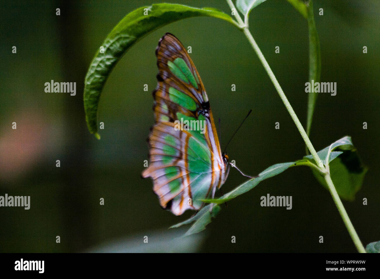 Schmetterling in der Nacional Parc Yananchaga Chemillen in Oxapampa, Peru Stockfoto