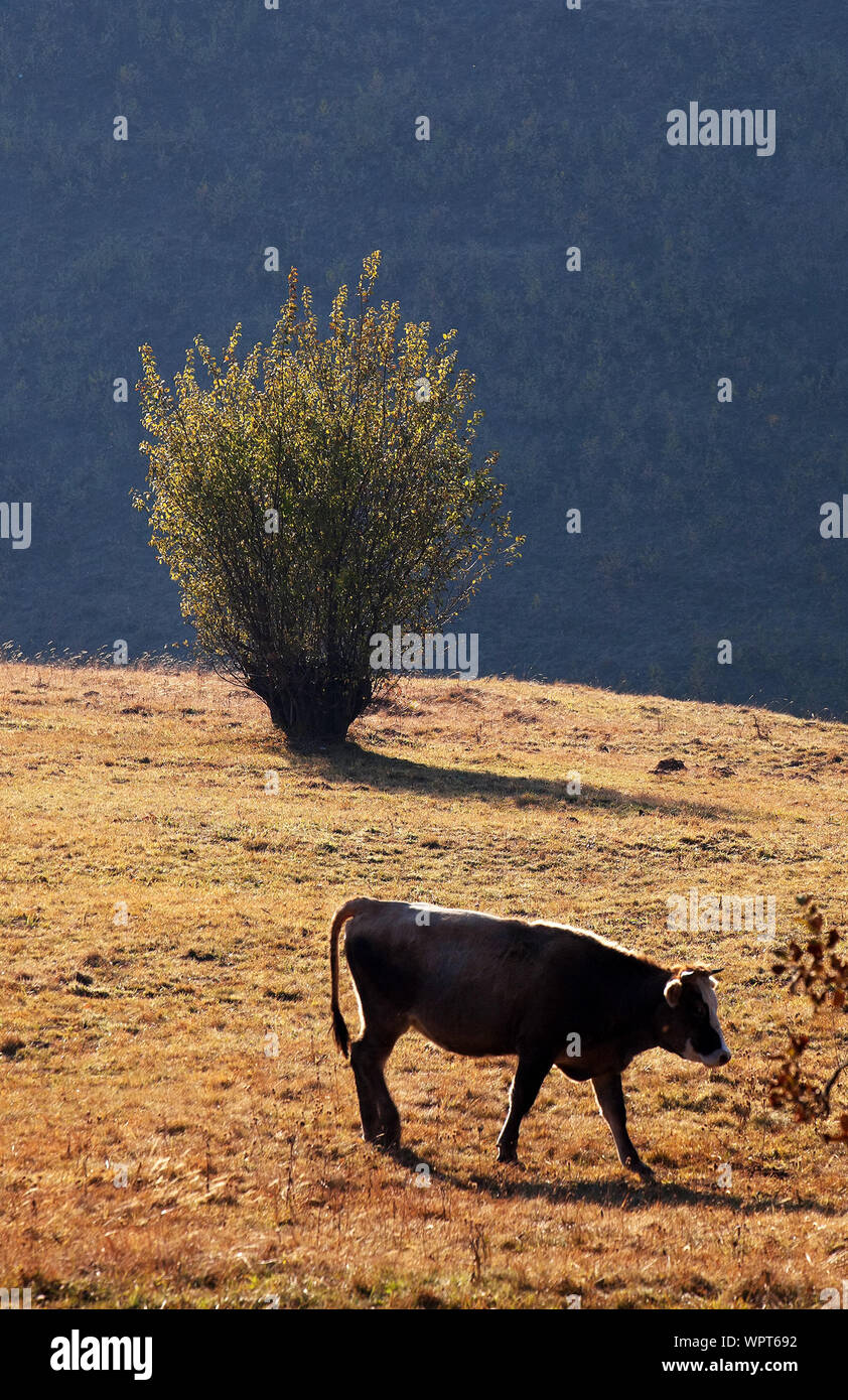 Kuh Beweidung auf die Karpaten gegen Bäume Stockfoto