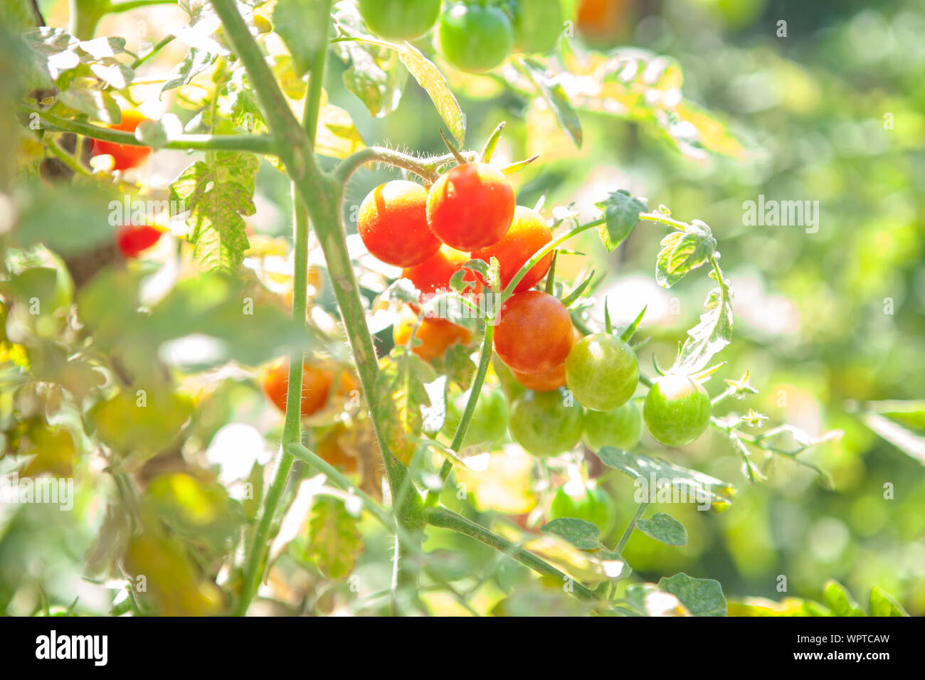 Red leckere Tomaten wachsen im Garten Stockfoto