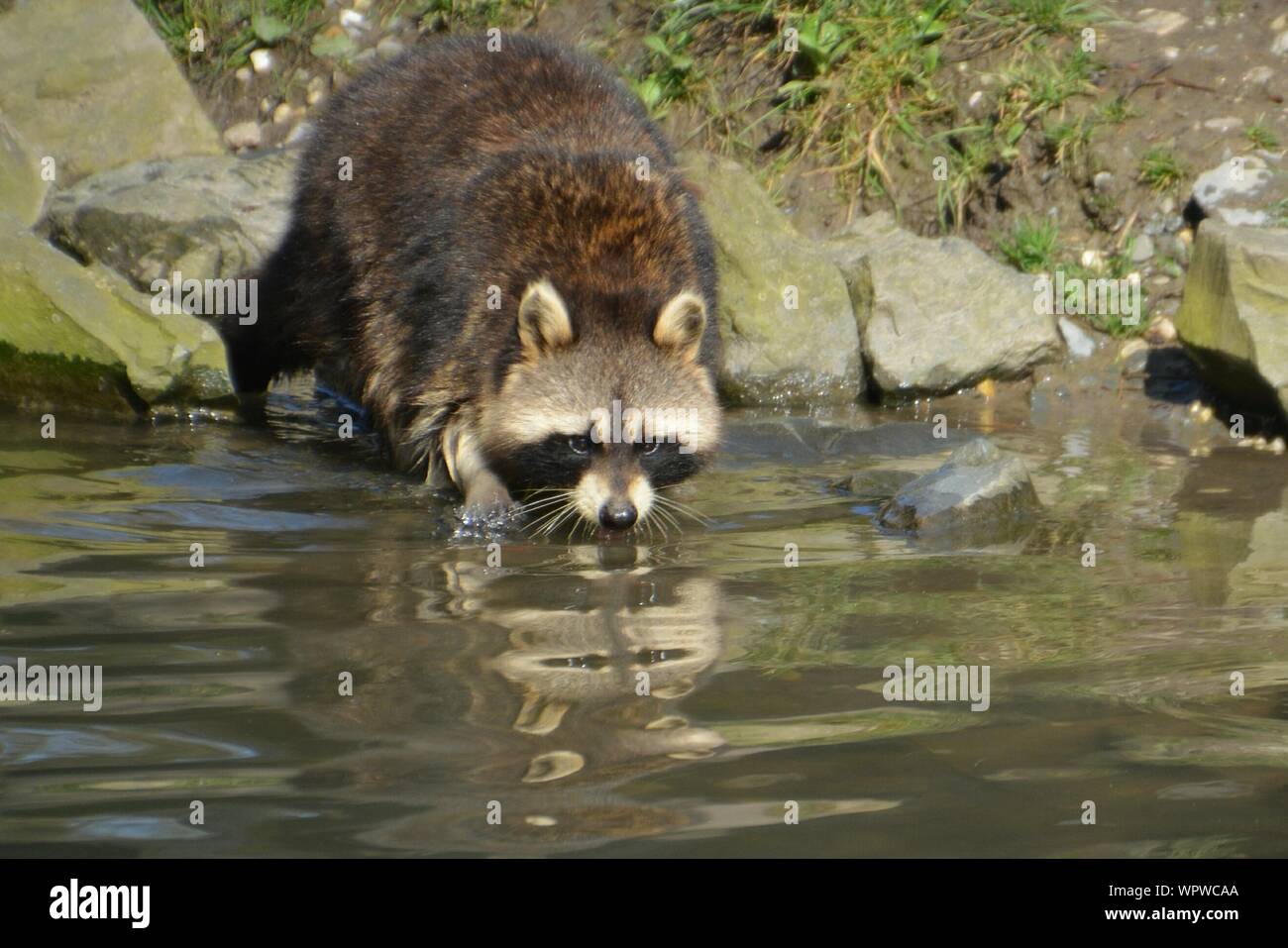 Waschbär trinkwasser Fotos und Bildmaterial in hoher Auflösung Alamy
