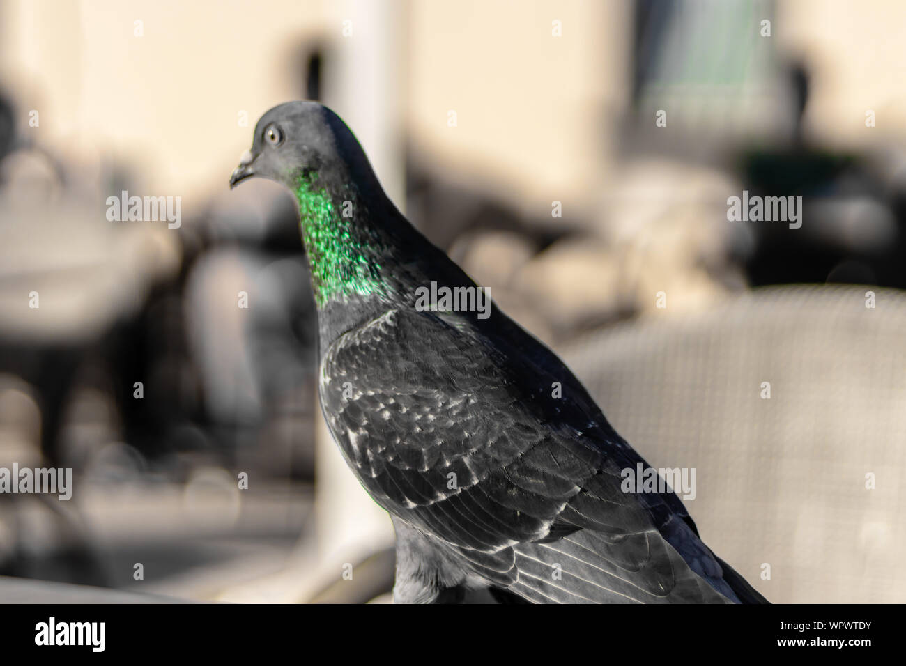 Eine Nahaufnahme Seite Schießen von einem Vogel mit grünem Kopf- und orangefarbene Augen - Farbe grün dominiert. Foto bei Izmir/Türkei getroffen hat. Stockfoto