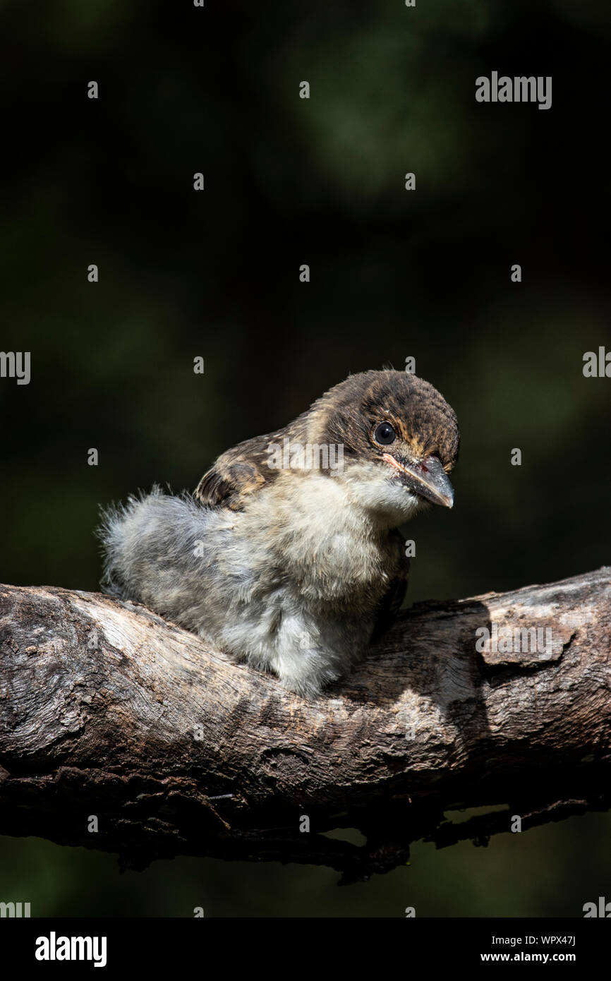 Ein Baby Metzgerei Vogel für Mama warten, zurück zu kommen und füttern ihn Stockfoto