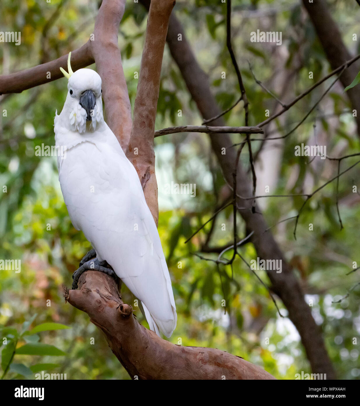 Die SULPHER-Crested cockatoo ist in Australien, eine sehr intelligente Vogel, aber zum Erhalten in Unglück anfällig! Stockfoto