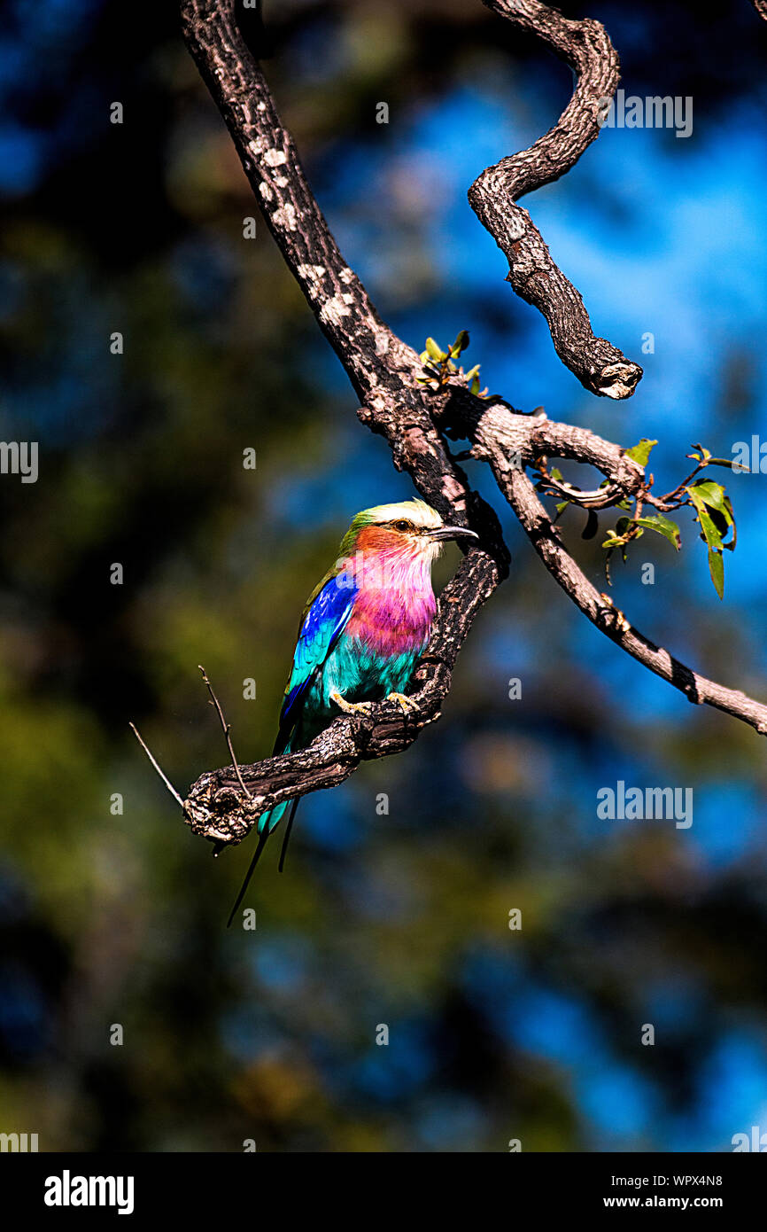 Die wunderschön gefärbten Lilac-breasted Roller Vogel in Afrika gefunden Stockfoto