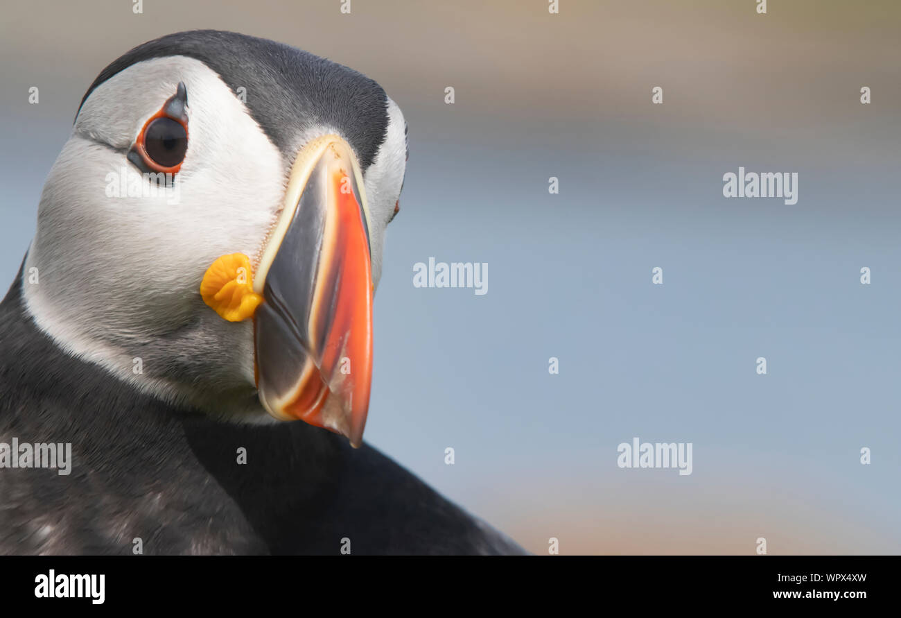 Der papageientaucher ist eine schöne Seabird mit einzigartigen Markierungen gefunden Verschachtelung in bestimmten Bereichen während der Sommermonate Stockfoto