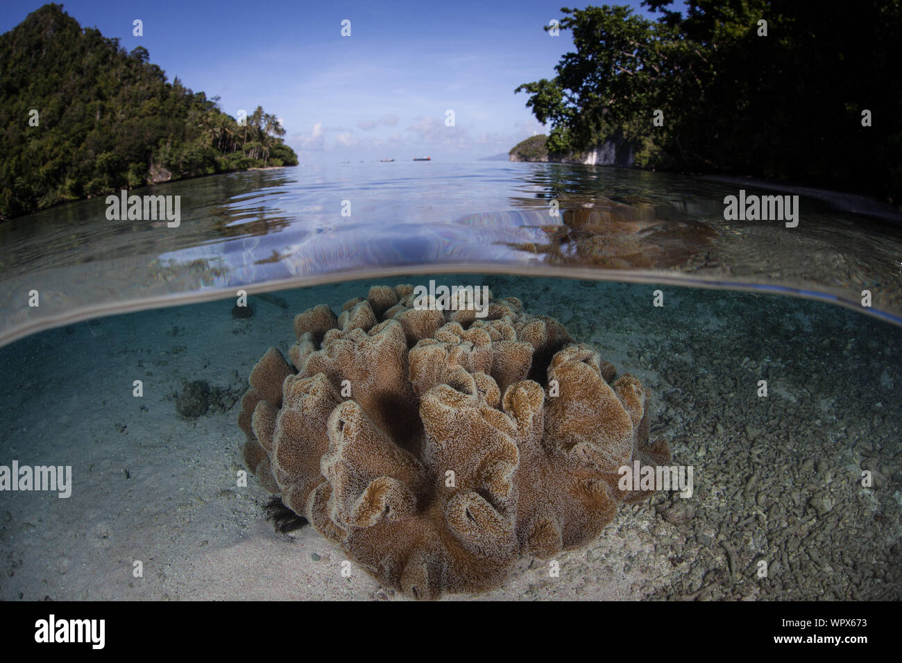 Gesunde Weichkorallen wachsen inmitten der abgelegenen Inseln von Raja Ampat, Indonesien. Dieser äquatoriale Region ist das Herz der biologischen Vielfalt der Meere. Stockfoto