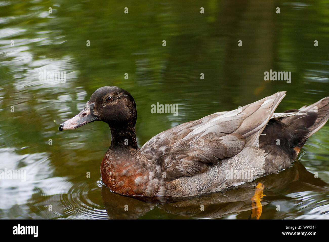 Ente im Teich Stockfoto