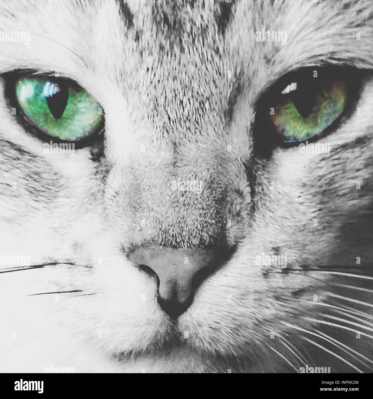 Portrait von Katze mit grünen Augen Stockfoto