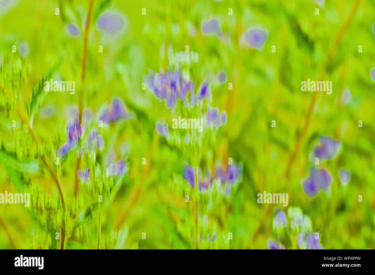 Fotografische Kunst in Pastell Lila Sativa Blüten im Canyon City Aqua Park, Canyon, Texas. Stockfoto