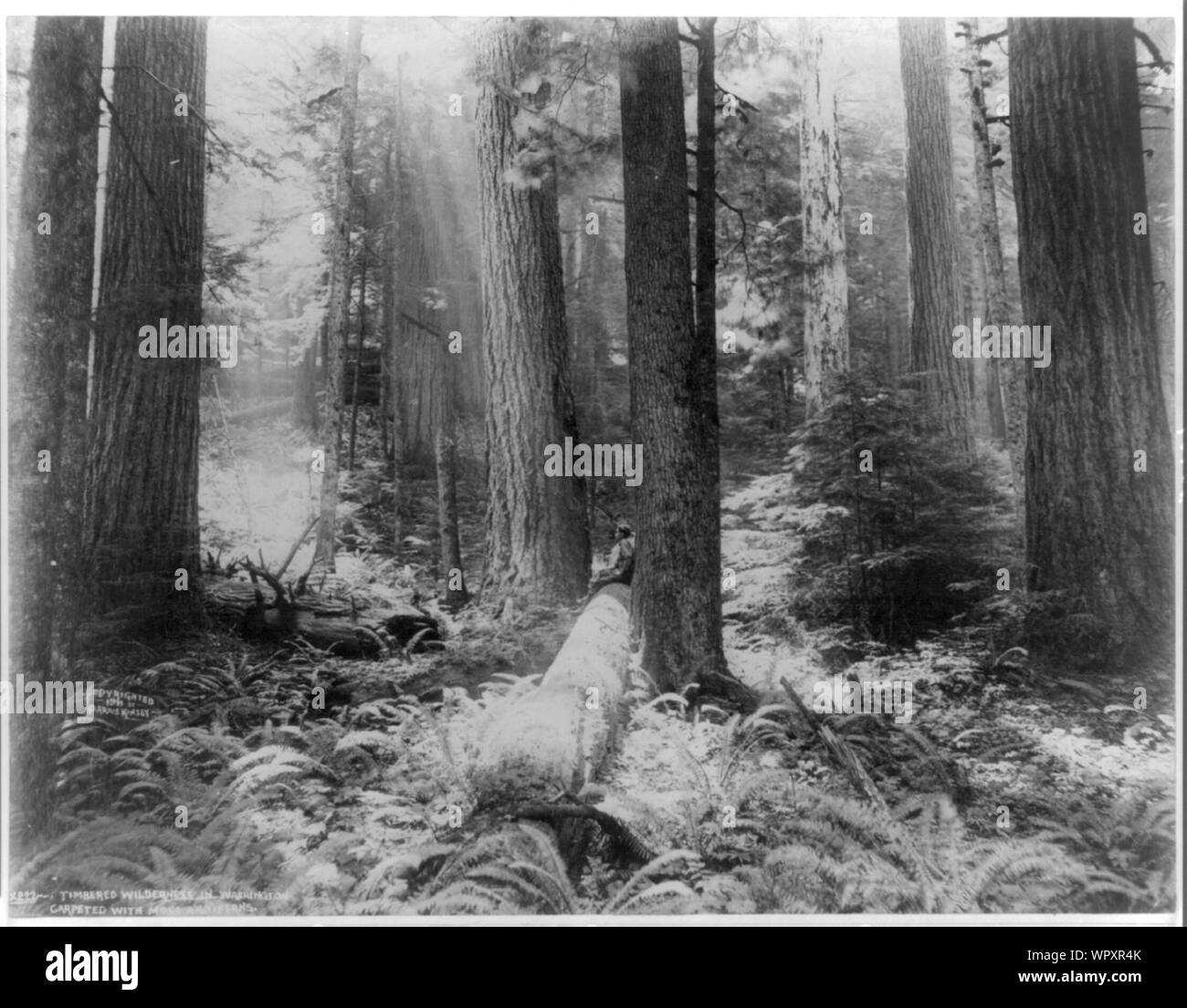 Mann auf in Fachwerk Wüste anmelden sitzt, mit Moos und Farnen im Staat Washington, Teppichboden Stockfoto