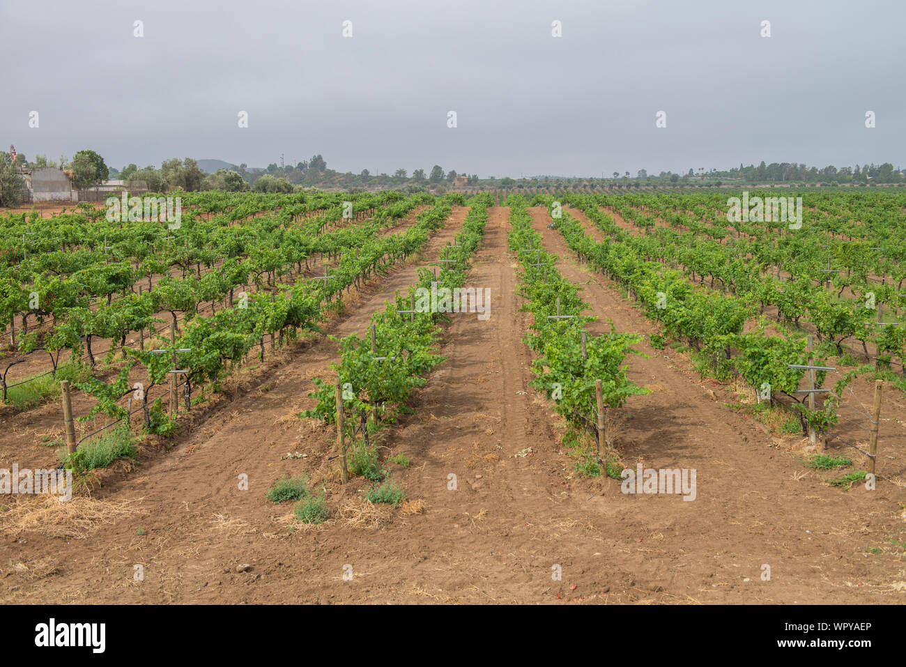 Weinberge im Guadalupe-Tal, an der Straße von Tecate nach Ensenada, Baja California. MEXIKO Stockfoto