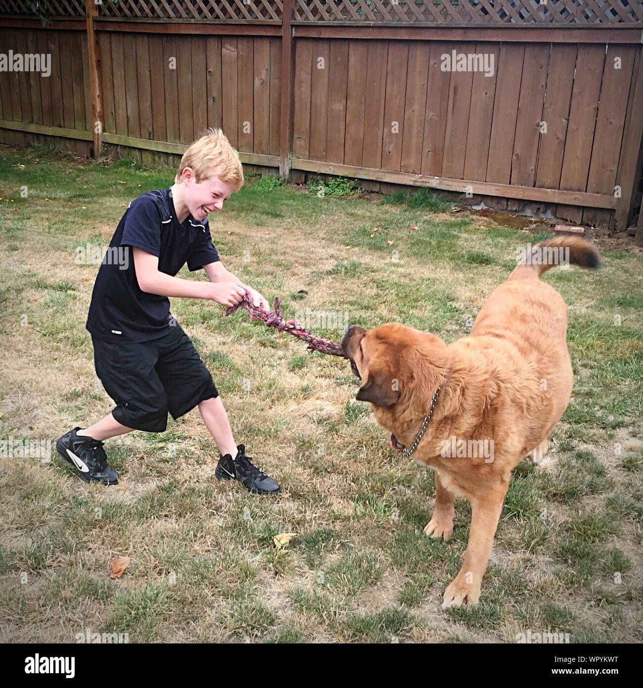 Fröhliche Junge Tug-of-War mit Hund im Hof Stockfoto
