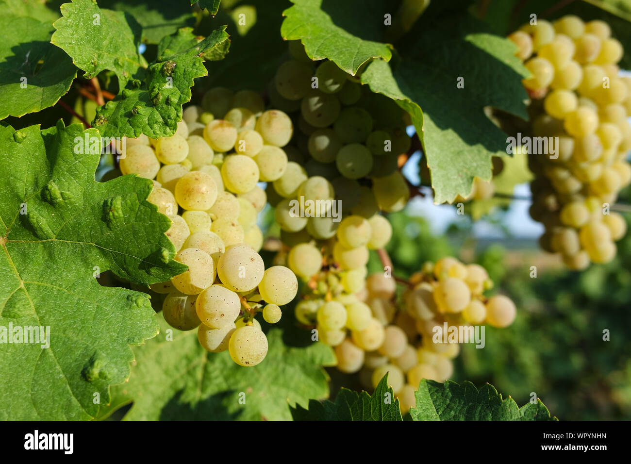 Weinberge Stockfoto