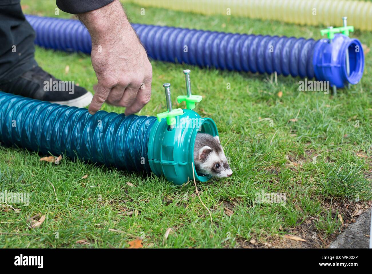 Ein Frettchen in die Röhre Rennen auf dem Frettchen Agilityturnieren, eine Spendenaktion für Lane County Frettchen Schutz und Rettung in Eugene, Oregon, USA konkurrieren. Stockfoto