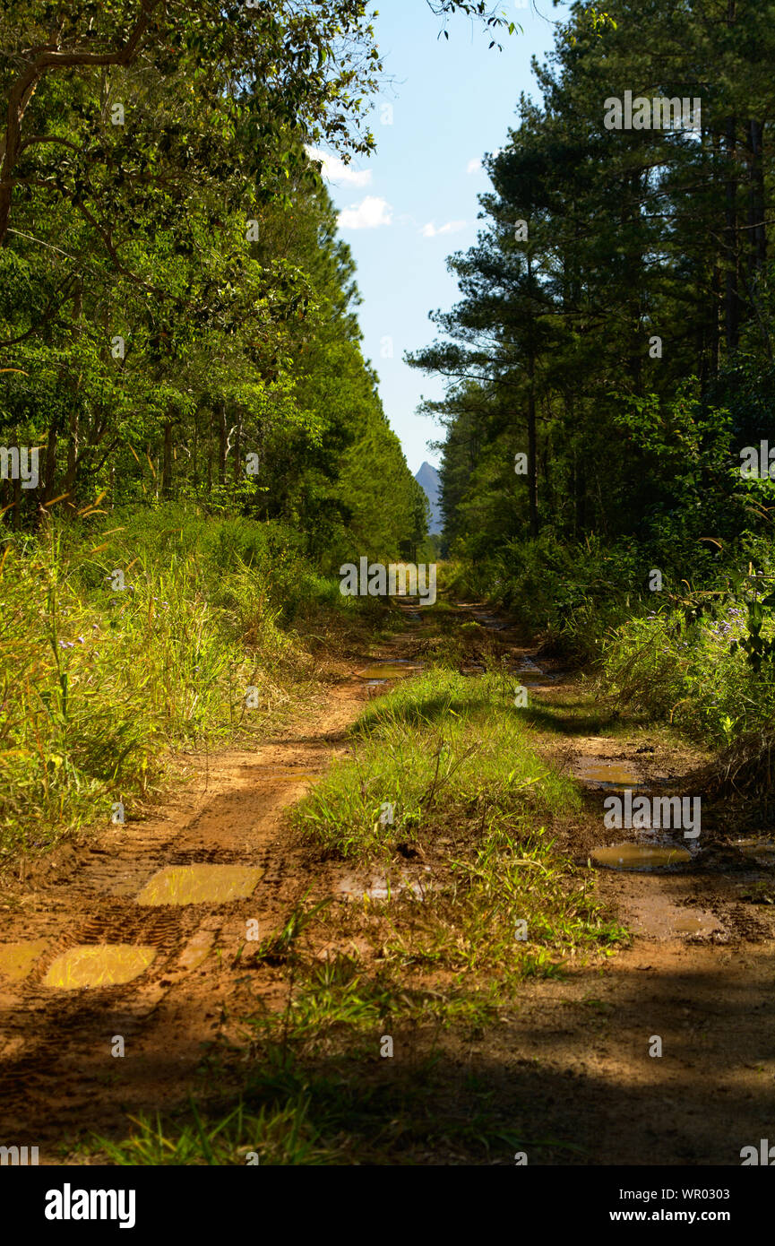 Dirt Track durch den Wald Stockfoto