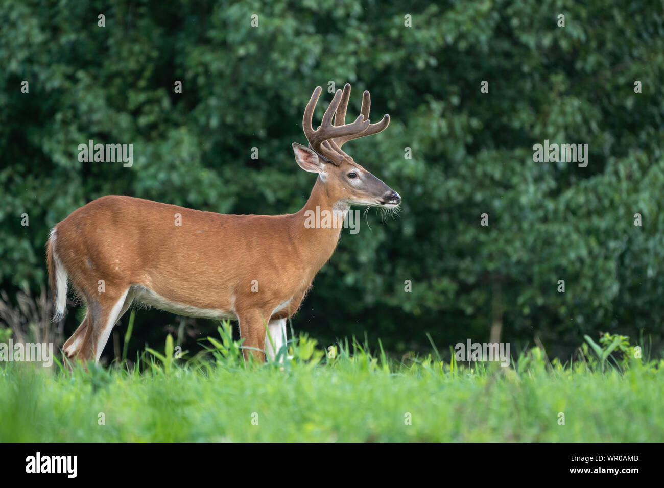 Nahaufnahme, Seite, Ansicht von White-tailed deer (Odocoileus virginianus) mit Geweih. Stockfoto