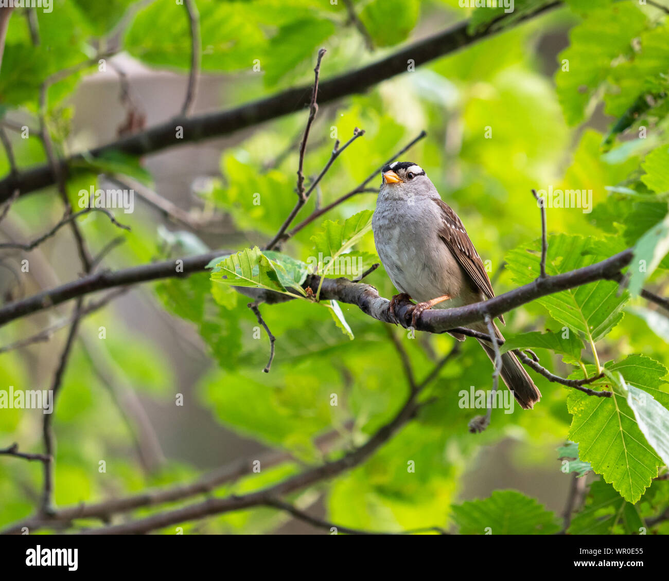 Weiß - gekrönte Spatz in Alaska Stockfoto