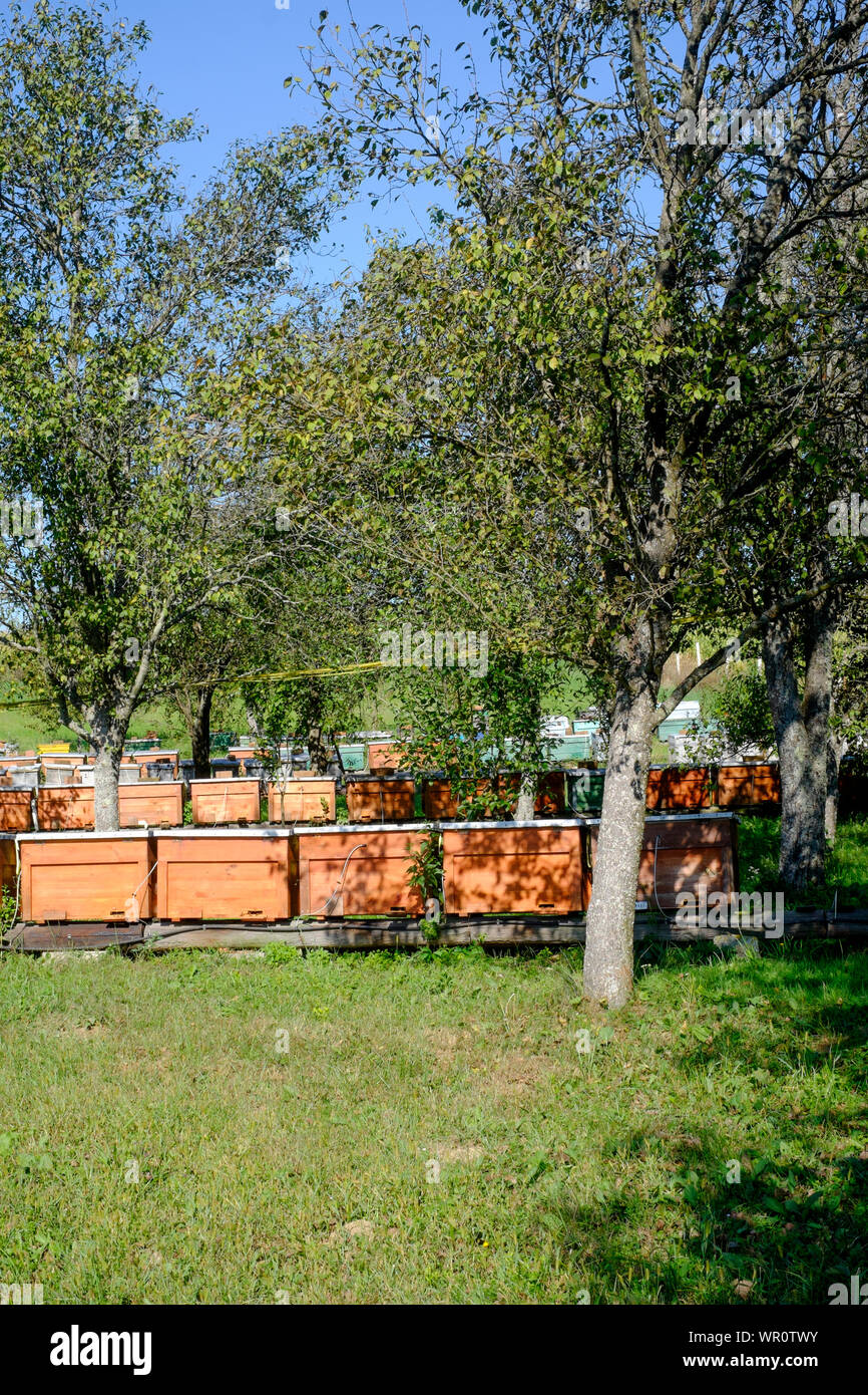 Große Sammlung von imkereien in einem großen ländlichen Garten zala Ungarn Stockfoto