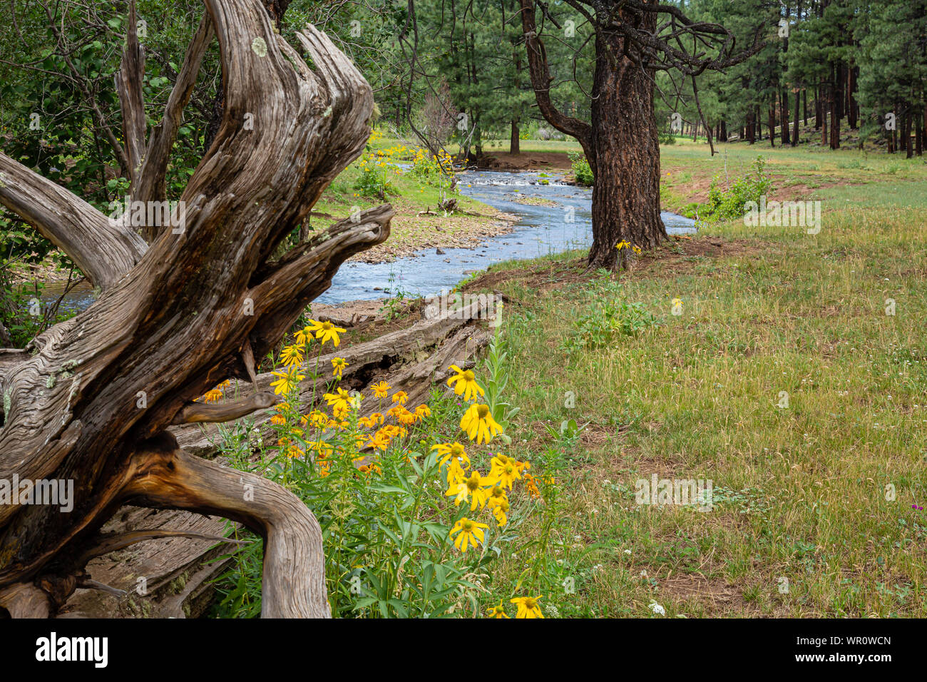 Einen umgestürzten Baum führt den Weg stromaufwärts in die Wälder der White Mountains von Arizona. Stockfoto