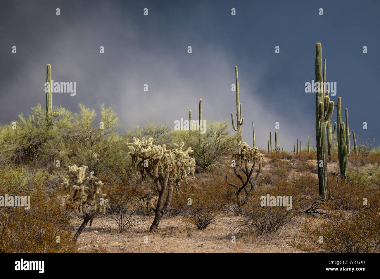 Staub verdeckt dunkle Wolken wie ein Monsun Gewitter bewegt sich durch Organ Pipe Cactus National Monument, Pima County, Arizona, USA Stockfoto