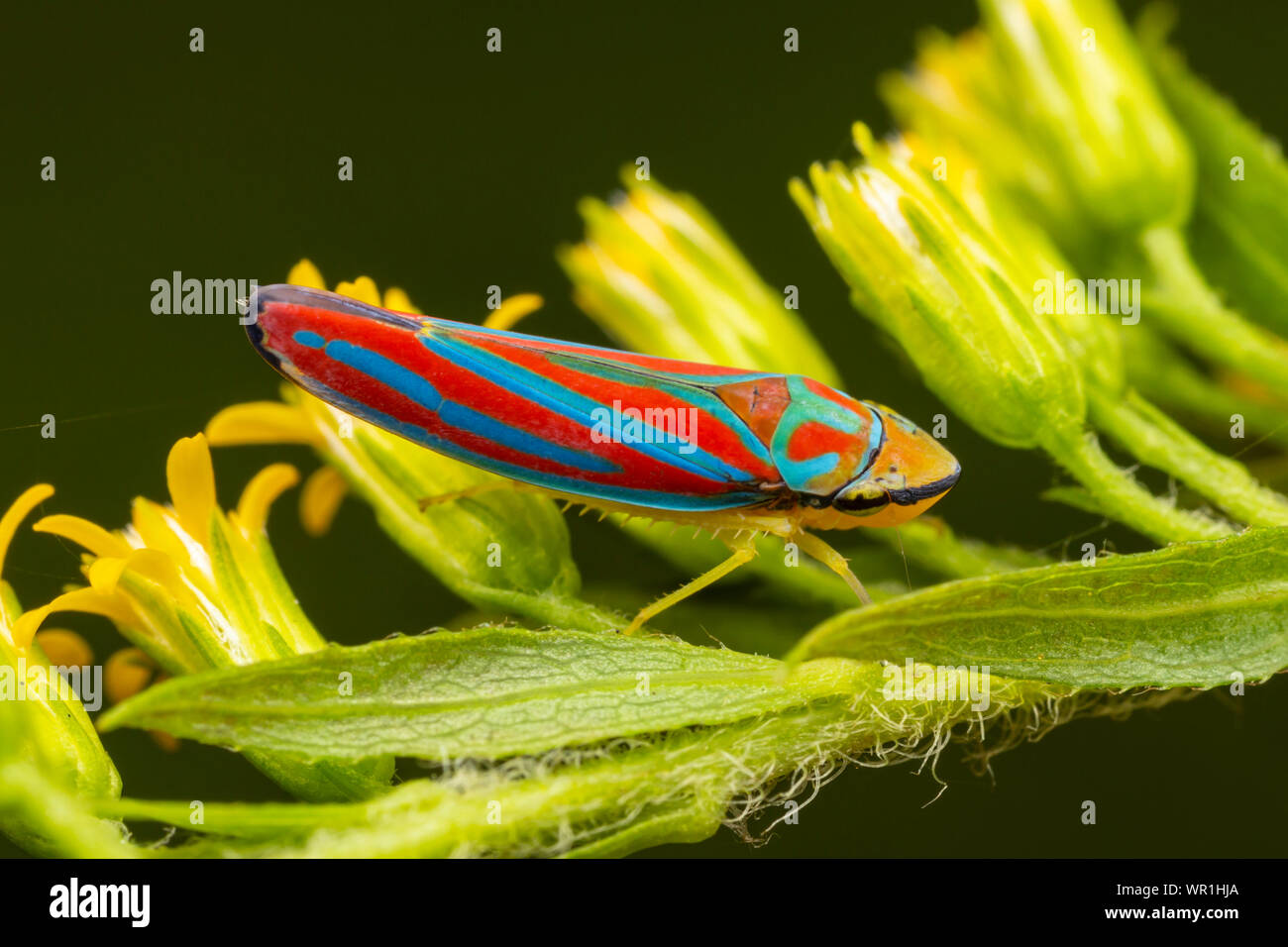 Red-banded Leafhopper (Graphocephala coccinea) Stockfoto