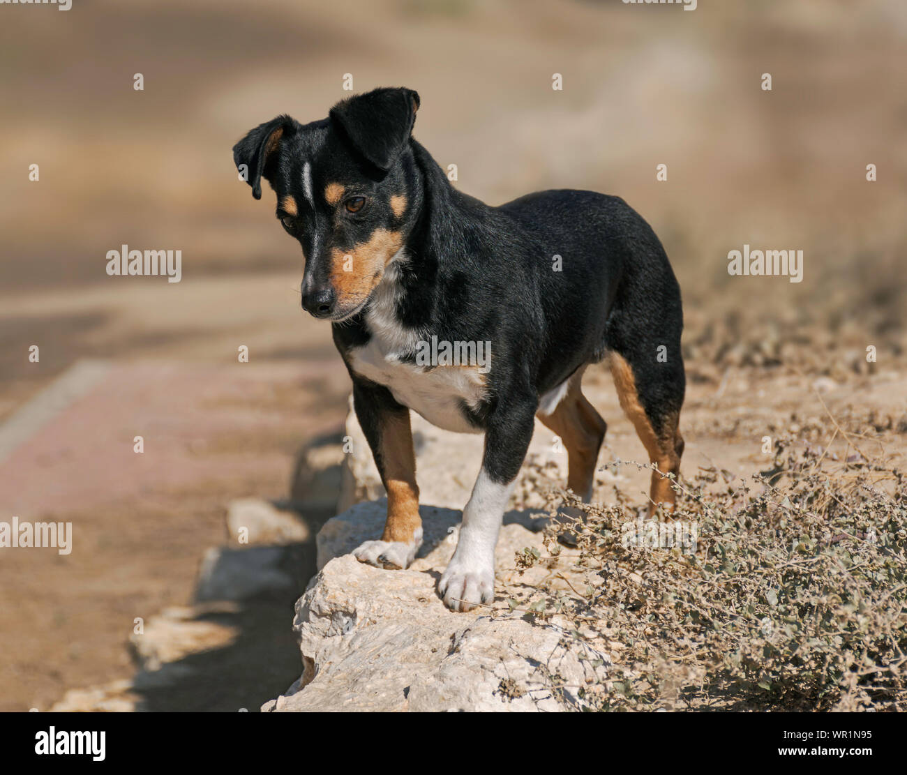 Schwarz und tan doxie pin Hund steht auf einer Wand versessen auf etwas unten mit einem unscharfen Hintergrund und verunkrautetem Vegetation im Vordergrund suchen Stockfoto