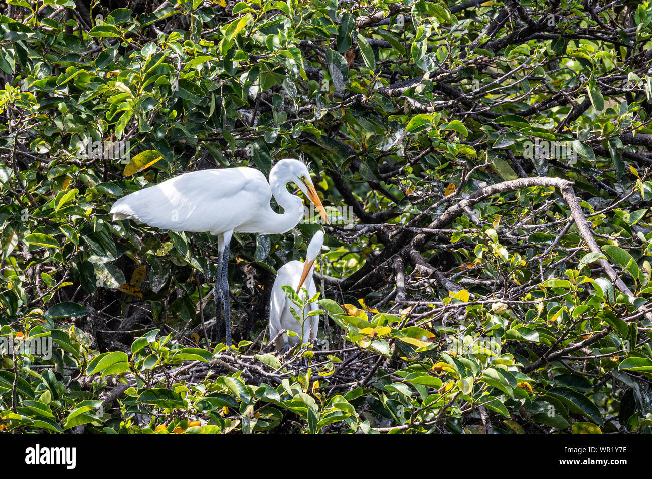 Große Egrett Paar bewacht das Nest Stockfoto