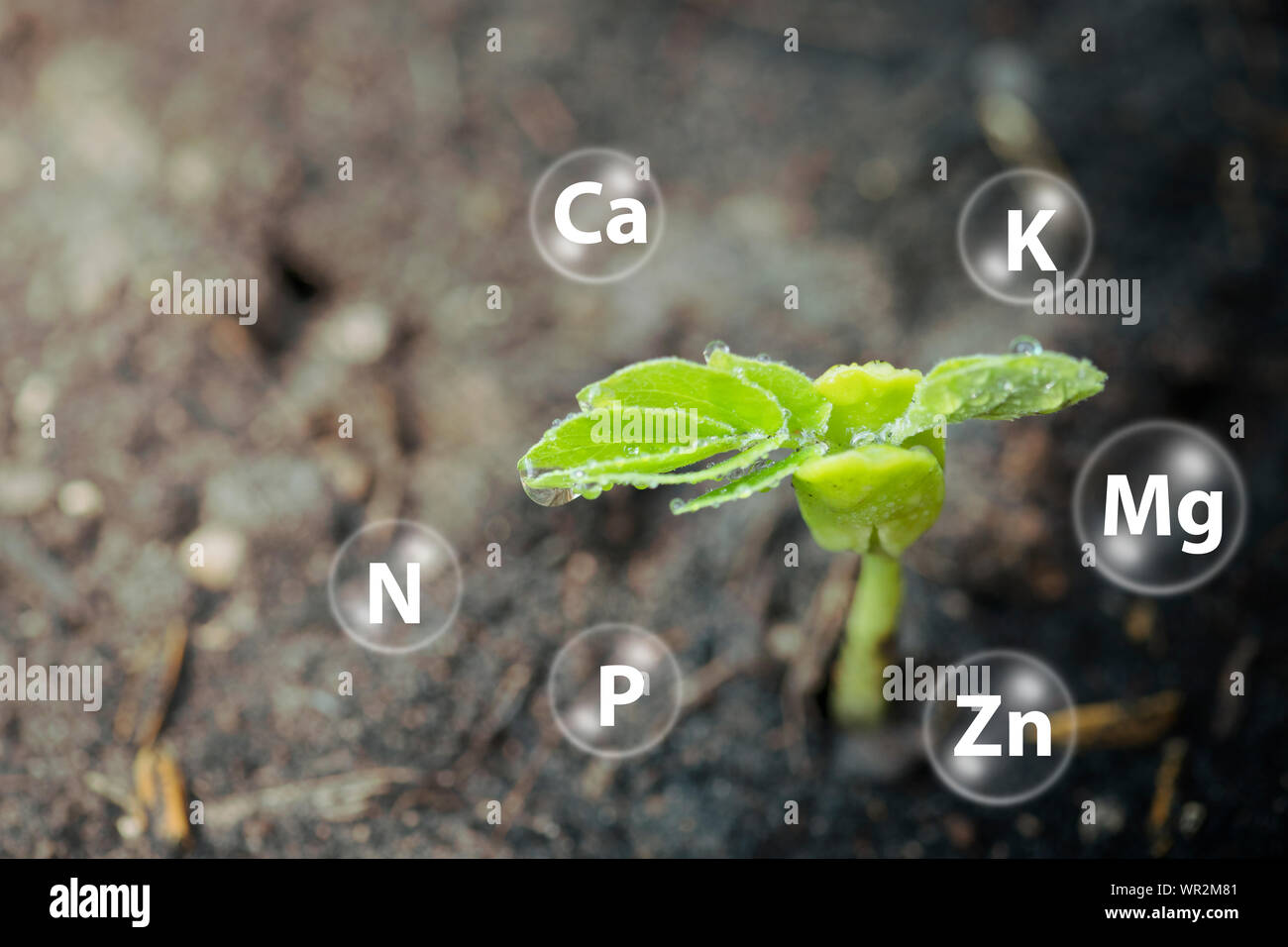 Sämlinge Wachstum aus Boden und digitale mineral Symbol Stockfoto