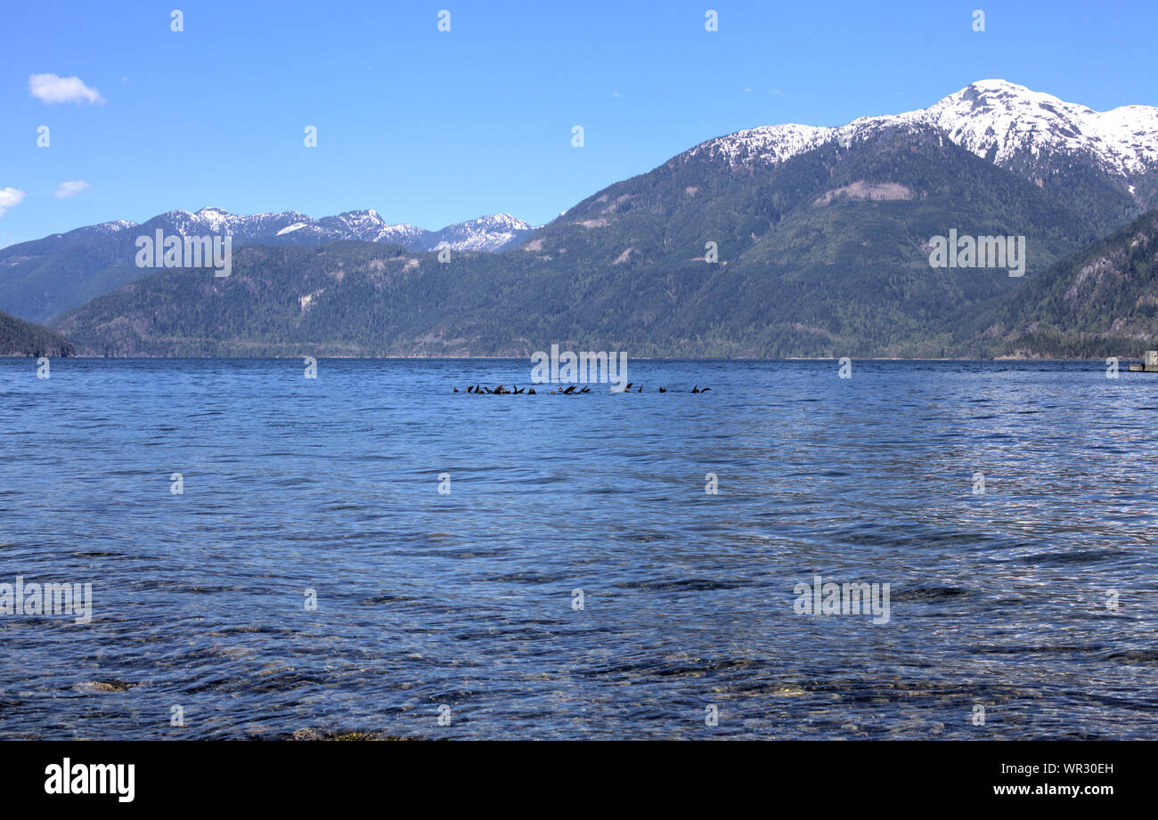 Einen pod Der kalifornische Seelöwen (zalophus californianus) friedlich ruht in dem ruhigen blauen Wasser des Howe Sound, mit der verschneiten Berge Stockfoto