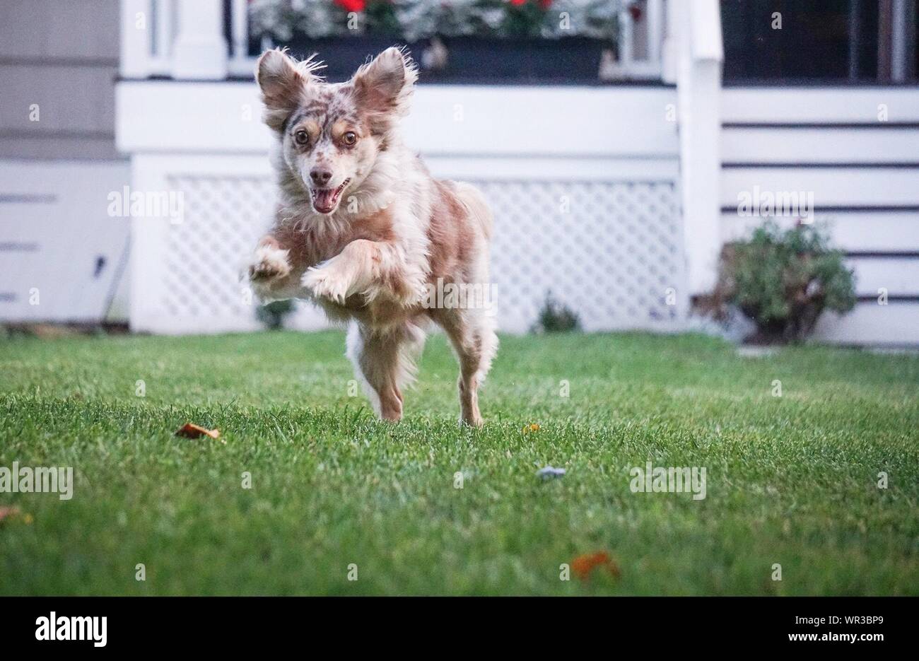 Hund springt auf rasen Fotos und Bildmaterial in hoher Auflösung Alamy
