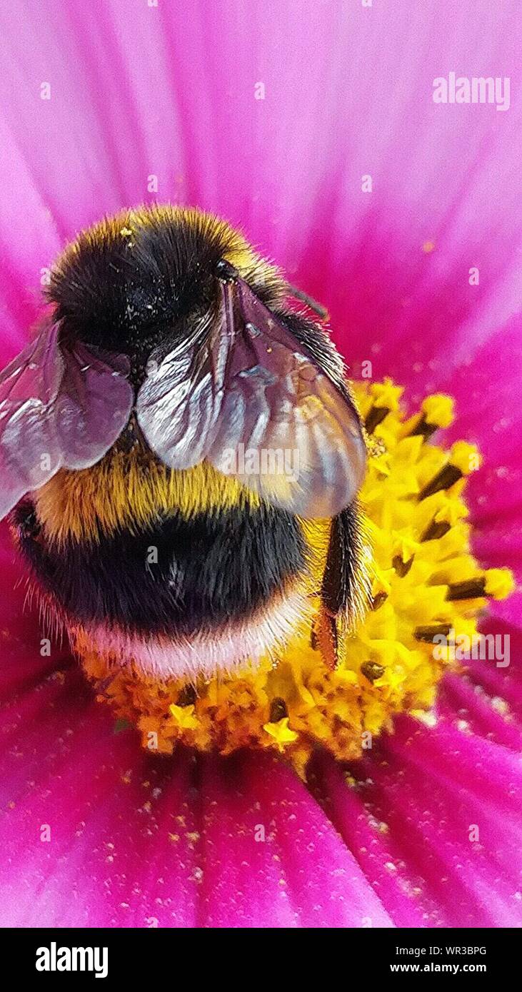 Zugeschnittenes Bild von Bumblebee Extrahieren von Nektar aus rosa Blume Stockfoto