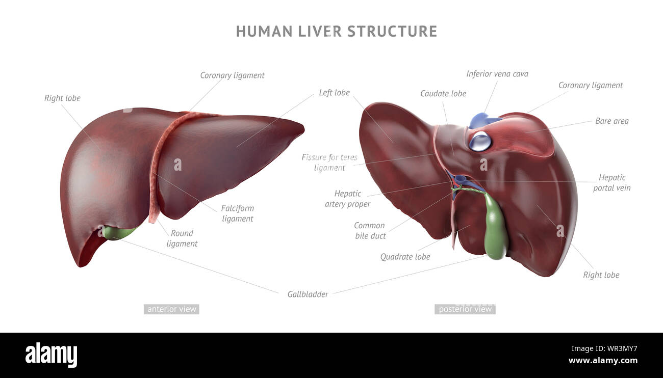 Anatomie Aufbau von realistischen menschlichen Leber mit Indikatoren und Beschriftungen, vorne ...