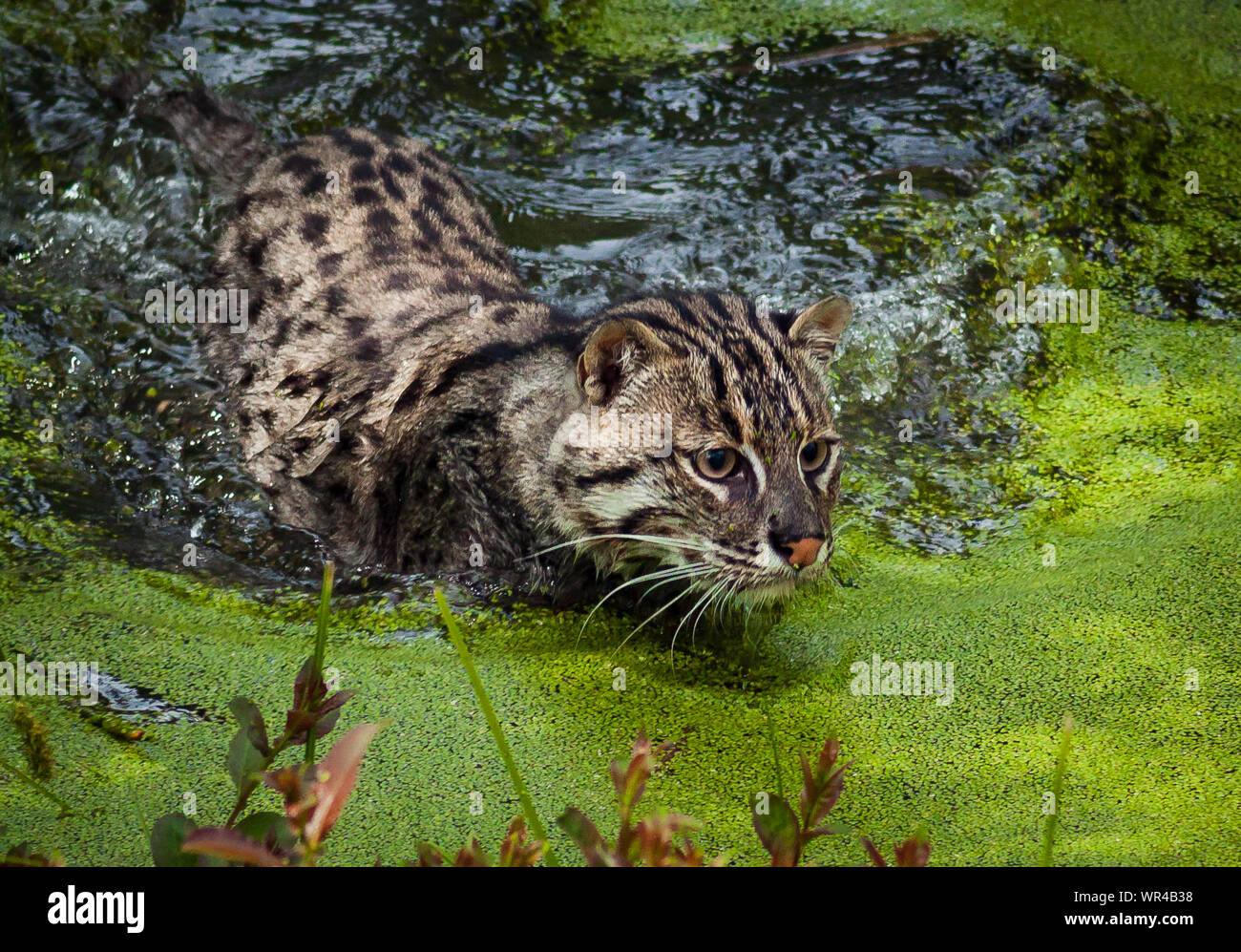 Wilde katze des waldes Fotos und Bildmaterial in hoher Auflösung Alamy