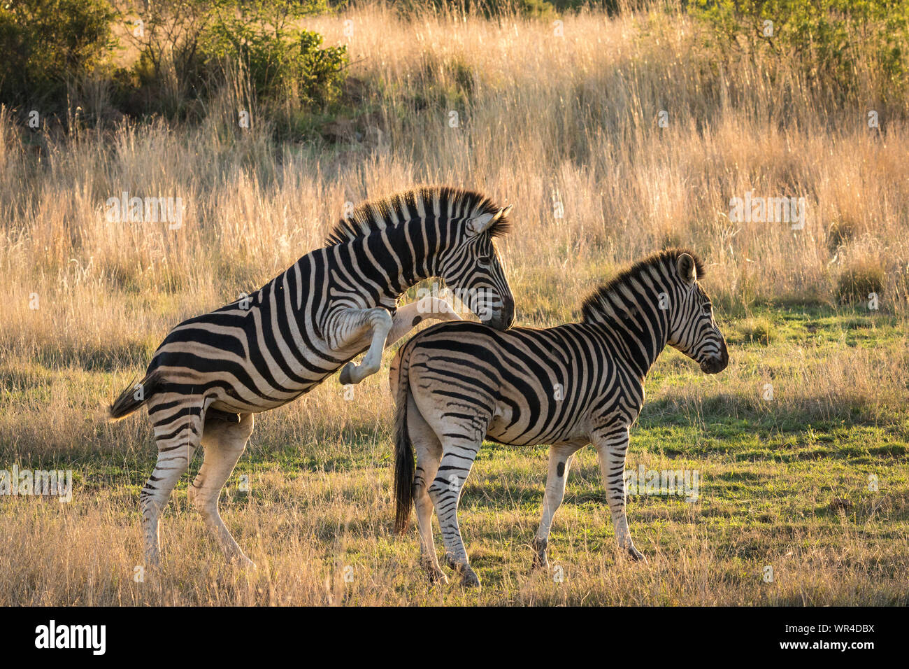 Große männliche Hengst zebra Paarung mit weiblichen Stockfoto