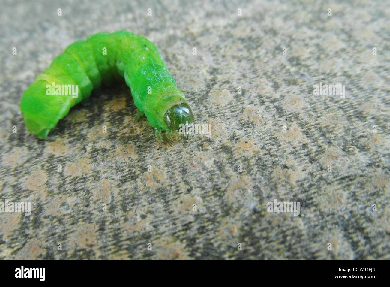 Teppich Teppich Raupe Stockfotos Teppich Teppich Raupe Bilder