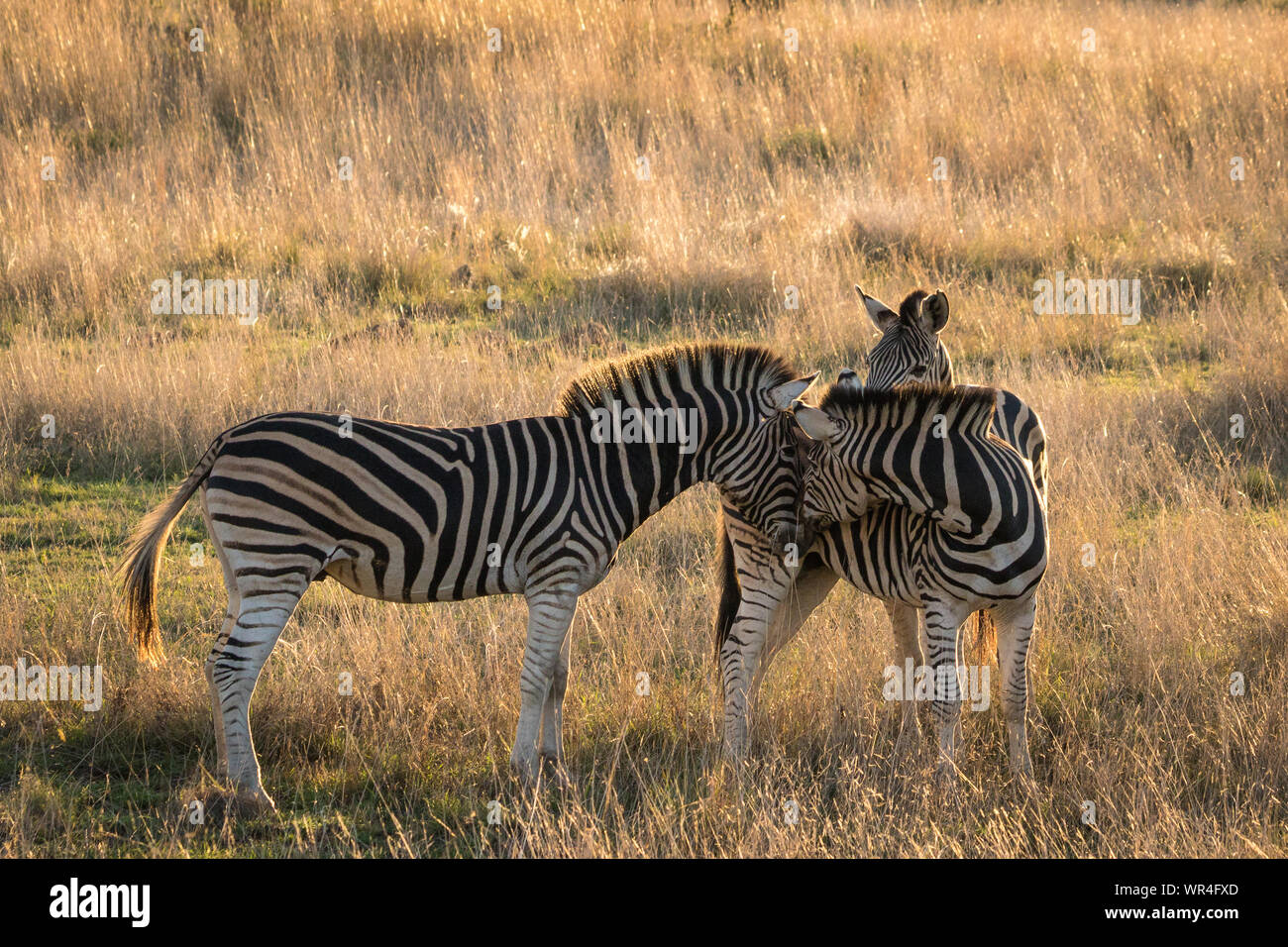 Big zebra Hengst, die versuchen, mit den Weibchen zu paaren. Stockfoto