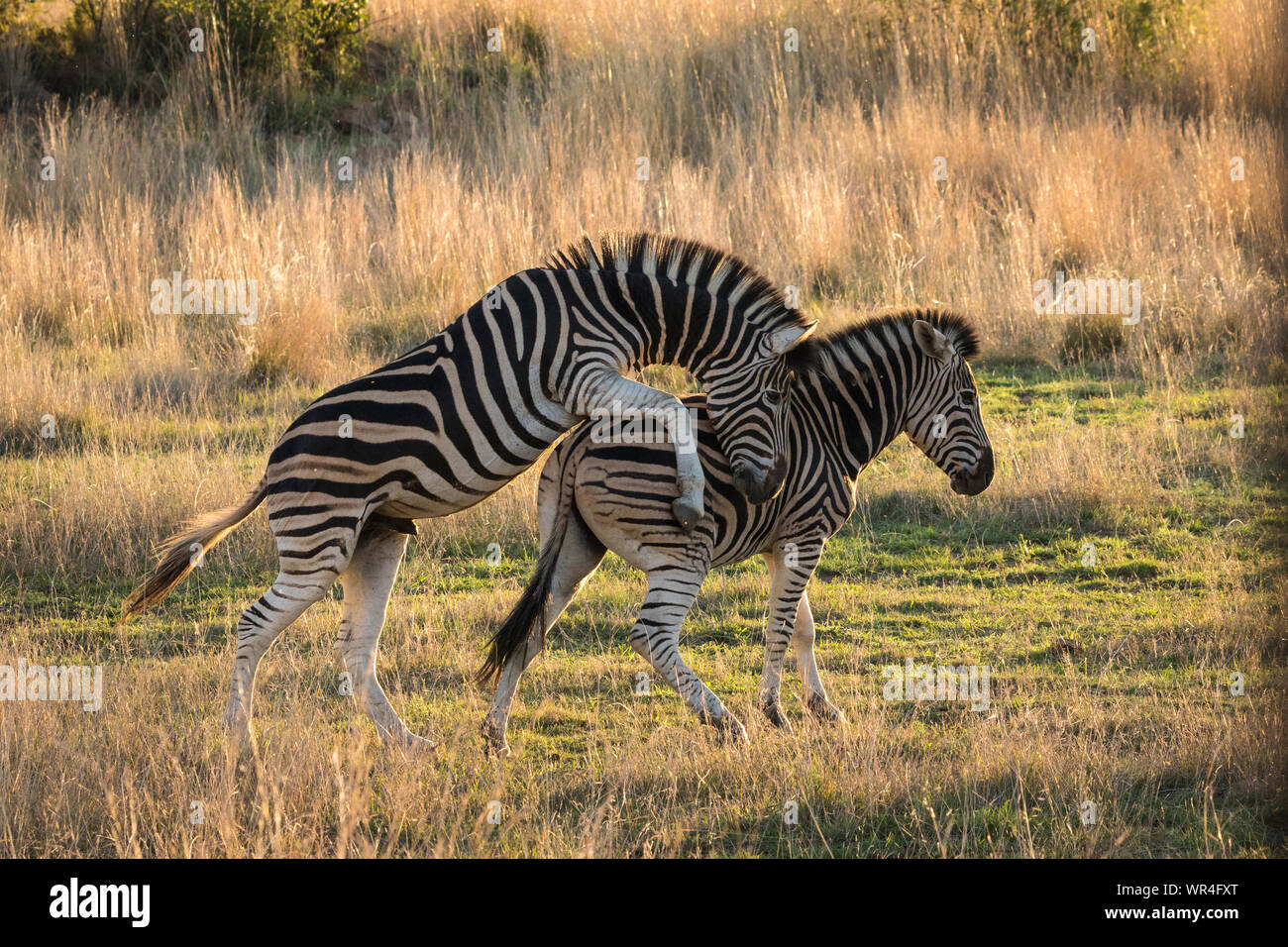 Zebra Stute akzeptieren große Hengst zu Paaren mit ihr. Stockfoto