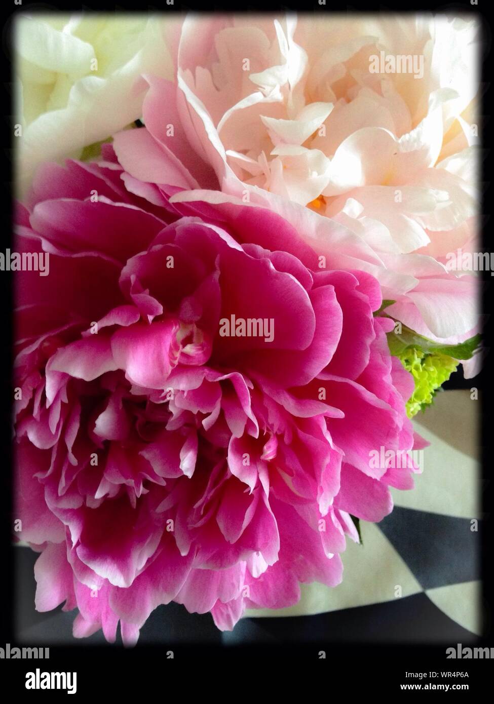 Bunt blühenden Blumen Stockfoto