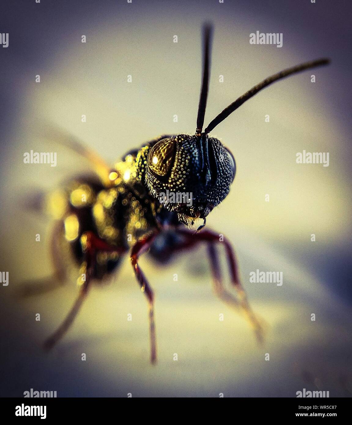 Makroaufnahme von Insekt Stockfoto