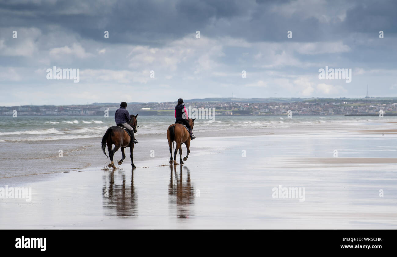 Mitfahrer der Ausübung ihrer Pferde auf benone Strand, Nordirland, Großbritannien. Stockfoto