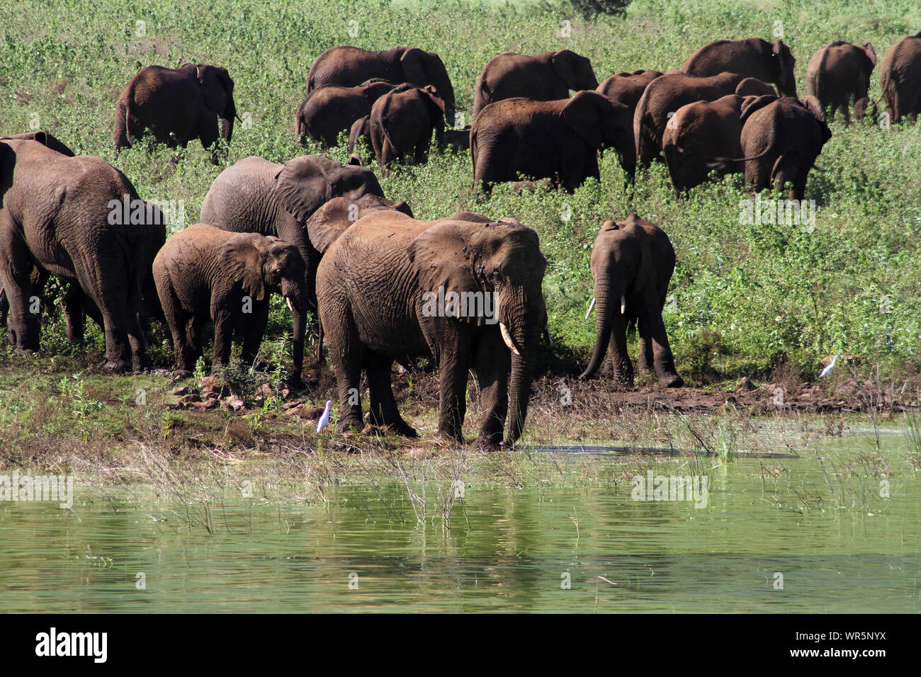 Herde Elefanten Spielen und Trinken von Wasser, Pongolapoort Dam, Südafrika Stockfoto