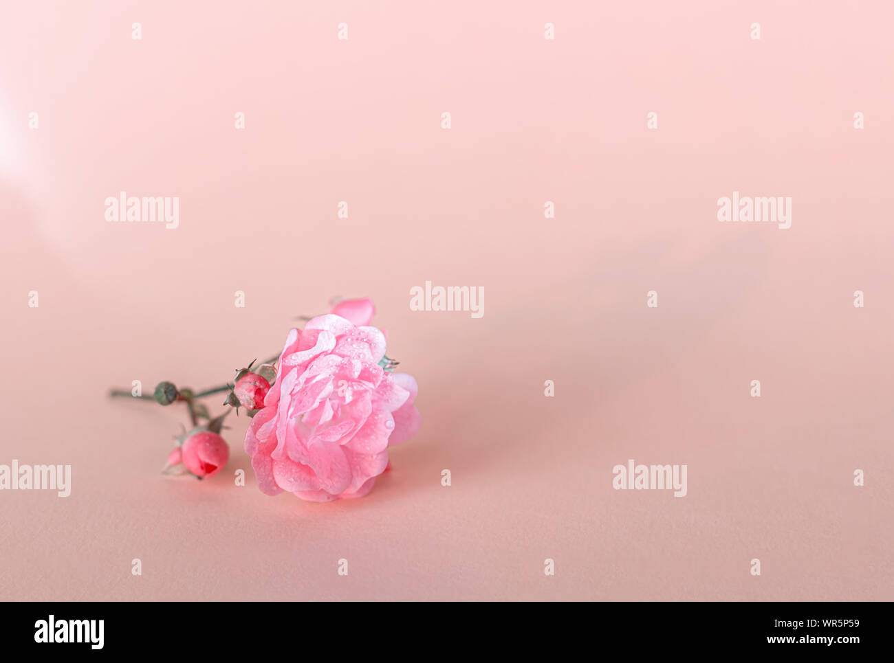 Zarte Rose mit Tautropfen auf einem hellen Hintergrund. Das Konzept des Minimalismus. Stockfoto