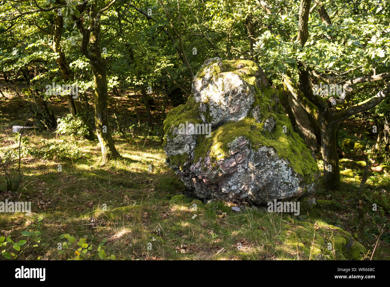 Großer Stein - Rock, teilweise überdachten von Moos, unter den Bäumen des Waldes. Frische grüne Farbe der Blätter und Gras in den späten Sommer. Modra, wenig Stockfoto